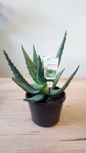 Aloe ferox 'Cape Aloe'