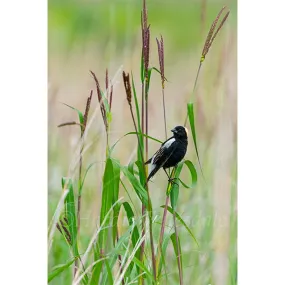 Bobolink