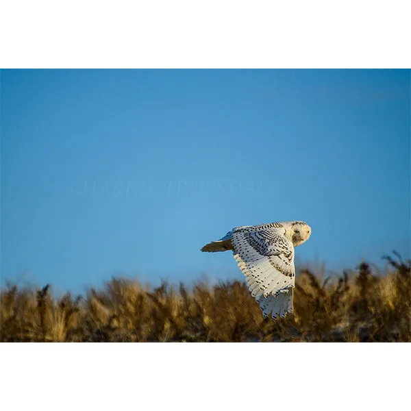 Snowy Owl