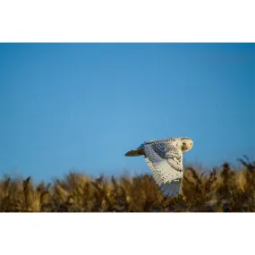 Snowy Owl